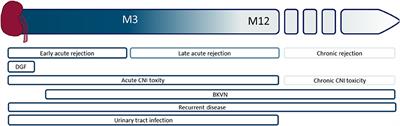 Non-invasive Biomarkers of Acute Rejection in Kidney Transplantation: Novel Targets and Strategies